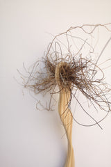 Kintu_studio_pulp_studio