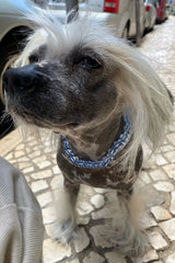 Unique colourful dog collar